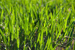 Photo: Freshly grass. Freshly grass.