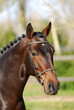 Cheval