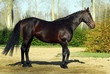 Cheval