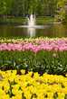Tulips and Fountain Tulips and Fountain