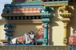 Foto: Mauritius , Hindu , Tamil Tempel Mauritius , Hindu , Tamil Tempel