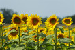 girasoli