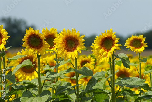 girasoli