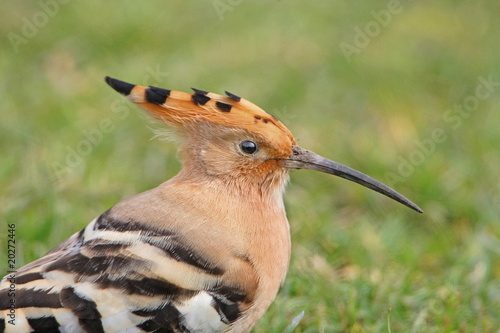 Hoopoe portrait