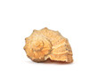 sea shell isolated on white
