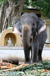 Kandy - Eléphant