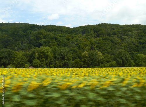 girasoles movidos