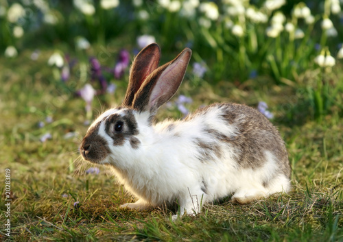 Photo: wild rabbit wild rabbit