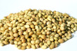 Coriander Seed
