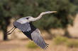 Great Blue Heron In Flight