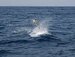 Sailfish saltwater sport fishing jumping Sailfish saltwater sport fishing jumping