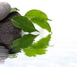 ambiance zen minéral, végétal, fond blanc