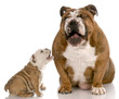 dog laughing at puppy barking