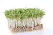 Cress over white