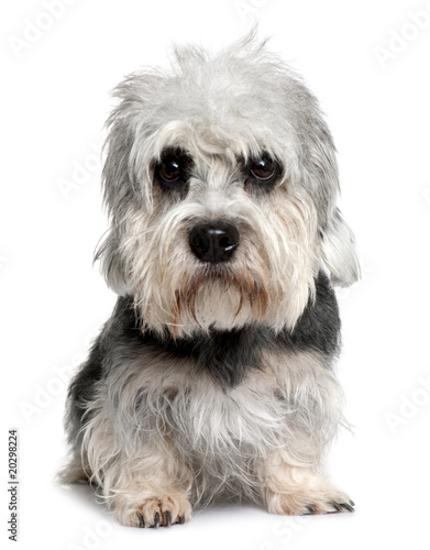 dandie dinmont terrier rescue