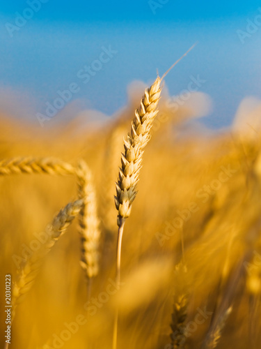 Photo: ear of the wheat ear of the wheat