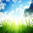 grass and cloudy sky
