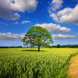 Arbre au champ