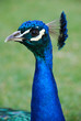 Blue peacock watching
