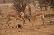 Impalas