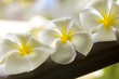 White spa flower in a brown bowl with blur background