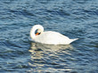 White swan prinking plumage, with reflection on water