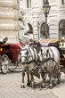 Horsedrawn carriage on the platz by the Hofburg Palace, Vienna