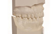 Dental model of human teeth on white