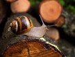 Snail