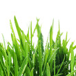 Fresh Green Grass Border.Isolated on white