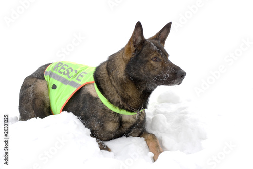 Photo: rescue dog rescue dog