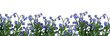 forget-me-nots