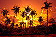 Foto : Coconut palms on sand beach in tropic on sunset Coconut palms on sand beach in tropic on sunset