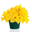 Daffodil Flower Beauty