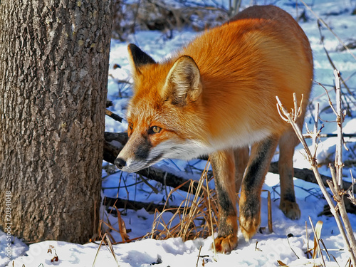 Photo: Red fox 38 Red fox 38