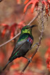 Marico Sunbird