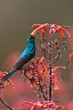 White-bellied Sunbird