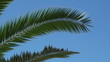 Palm tree branch