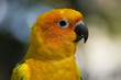 Close up of the head of a yellow parrot