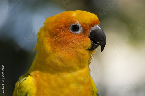 Photo: Close up of the head of a yellow parrot Close up of the head of a yellow parrot