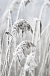 Photo en ligne au meilleur prix Winterliches Schilf