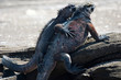 Marine Iguanas in the Galapagos Islands
