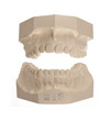 Dentist models of teeth
