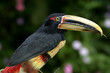 Tucan.Tucan. Reseva Biológica Mindo-Nambillo. Ecuador