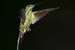 Hummingbird. Colibri. Reserva Biológica Maquipucuna. Ecuador