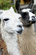 Llamas. Andes Ecuatorianos. Ecuador. Soutamerica