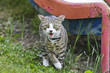 Dangerous Cat
