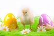 Photo: Chick and Eggs Chick and Eggs