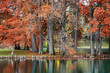 Pond In Autumn