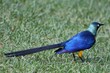 Glossy Starling Bird